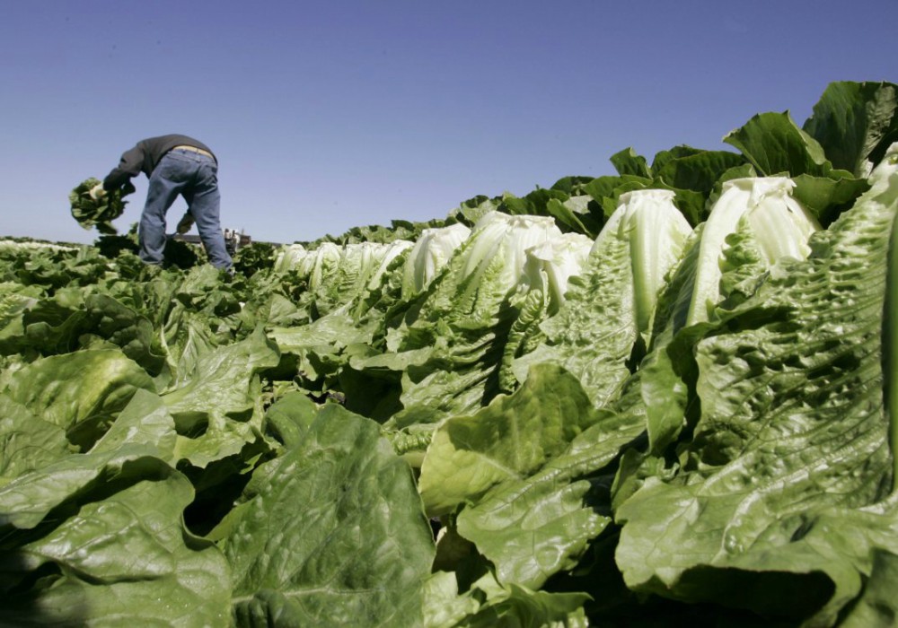 Descubren un brote de E. coli en Estados Unidos