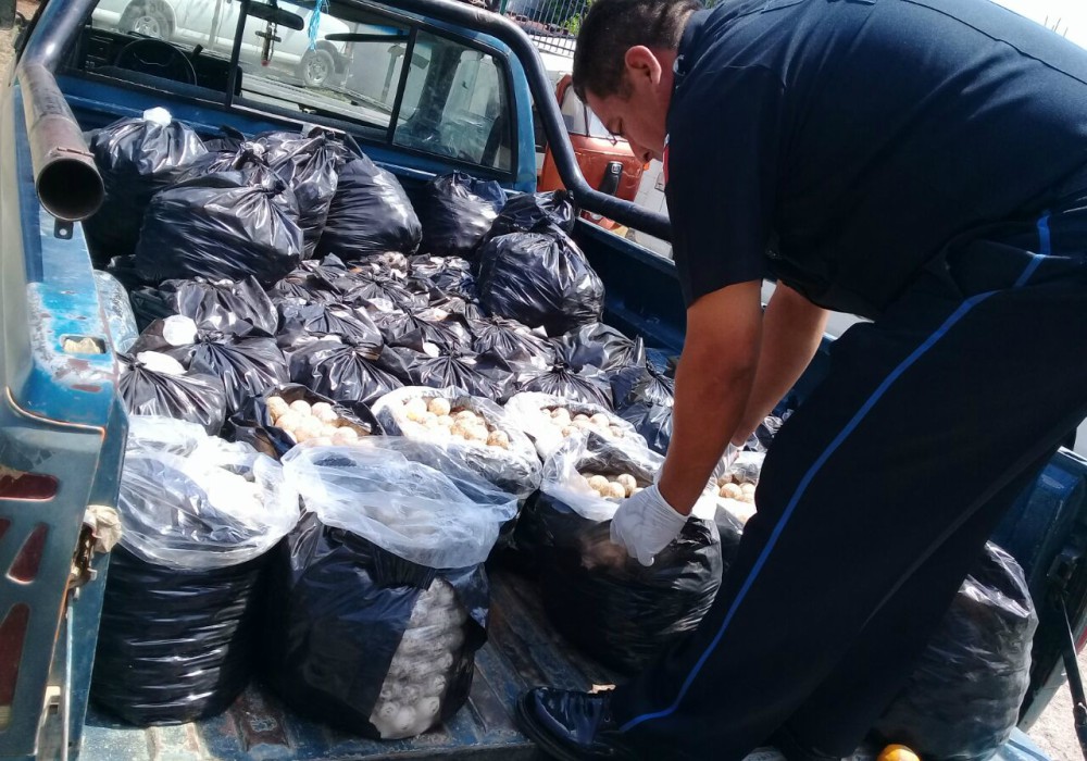 Policía Federal de México logra asegurar más de 20 mil huevos de tortuga marina